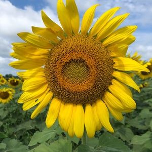 Meet your Posher, Anne